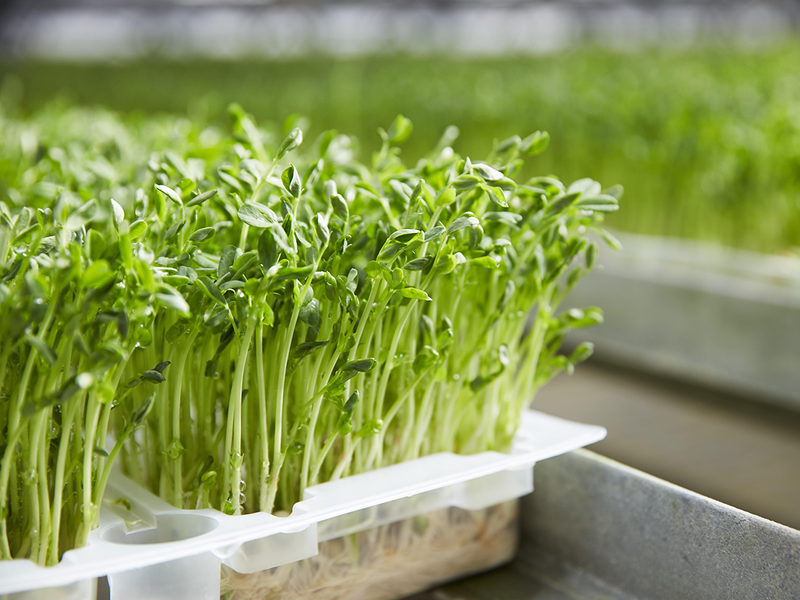 株式会社上原園