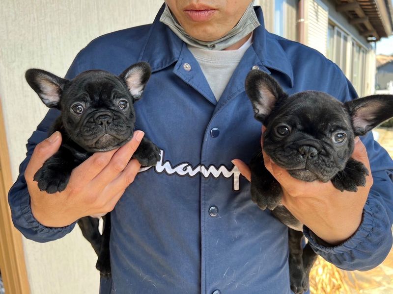 BONNIE　COCOの派遣求人情報