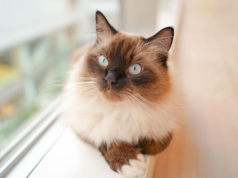 Cat Café MOFF CUTE CUBE 原宿店のアルバイト・バイト求人情報-03