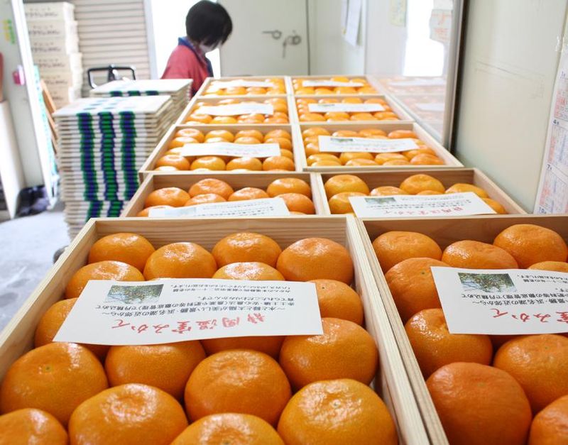 八百久青果株式会社のアルバイト・バイト求人情報-02