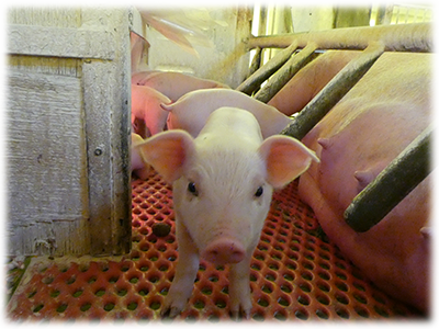 有限会社柴畜産のアルバイト・バイト求人情報-04