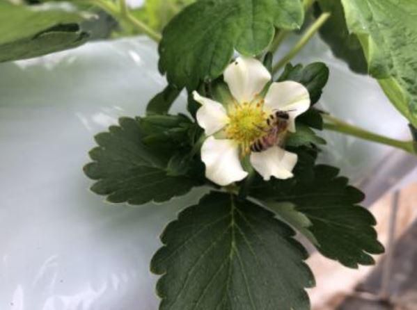 上原いちご農園のアルバイト・バイト求人情報-03