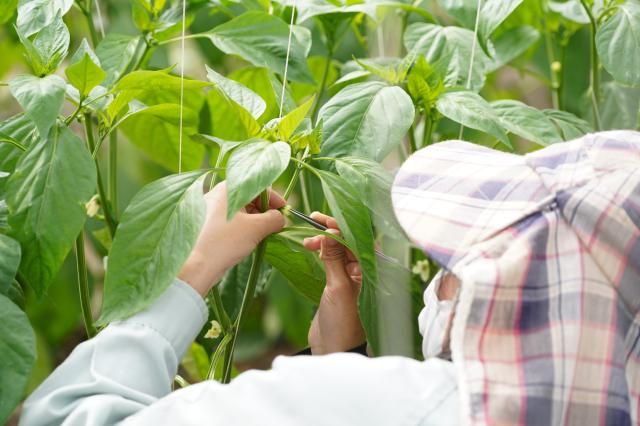 横浜植木株式会社の求人・転職情報
