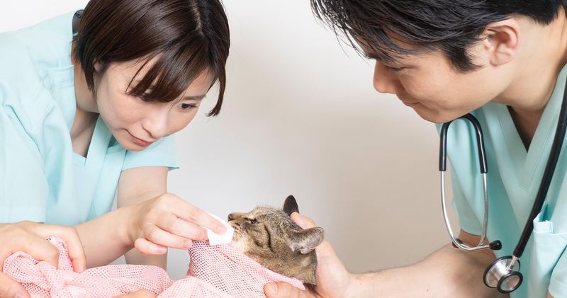 ペット看護士。 ペットの健康をサポートする動物看護師