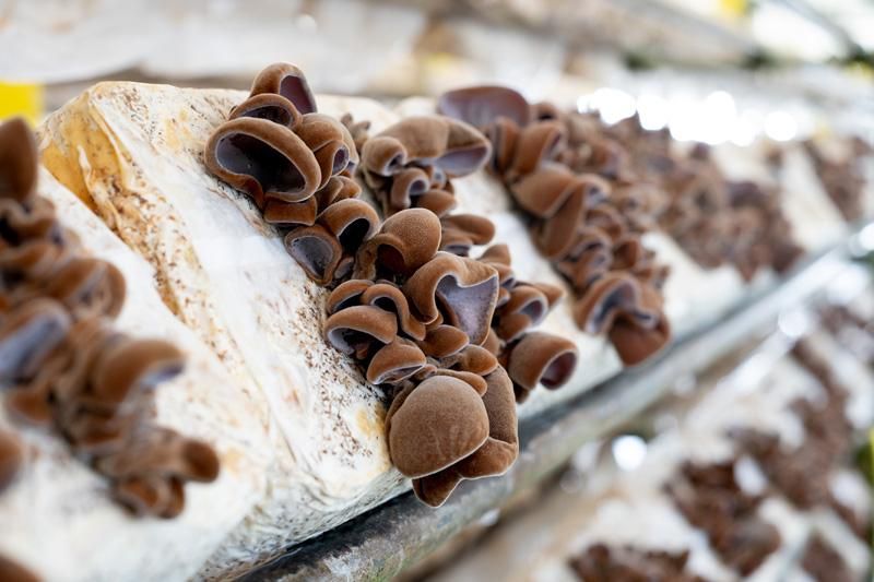 有限会社佐倉きのこ園のアルバイト・バイト求人情報-04