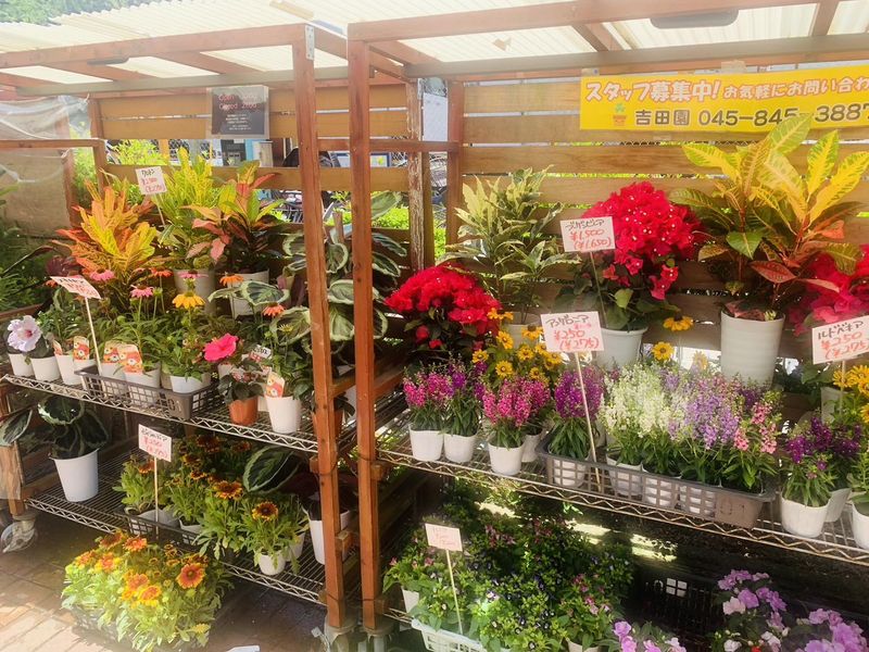 吉田園　上永谷店のアルバイト・バイト求人情報-02