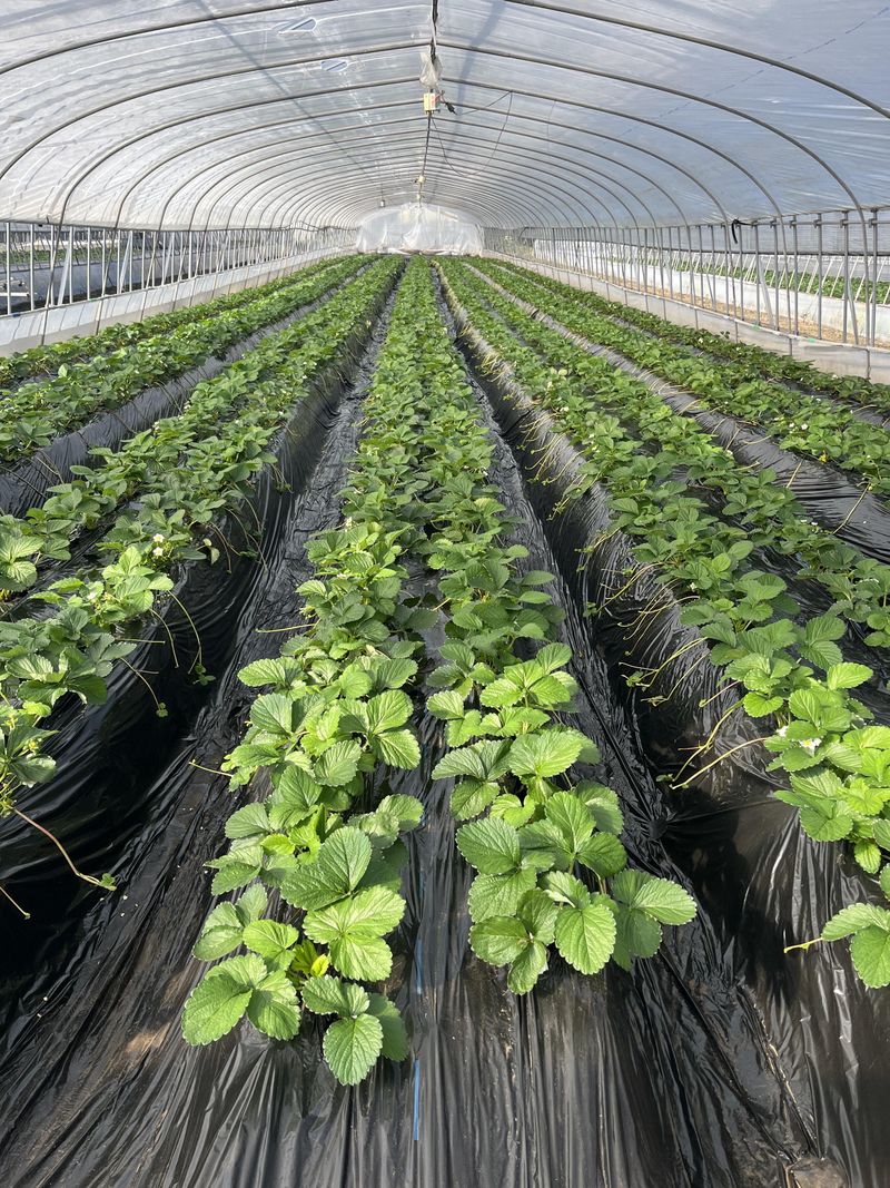 株式会社kiyoshi berryのアルバイト・バイト求人情報-03