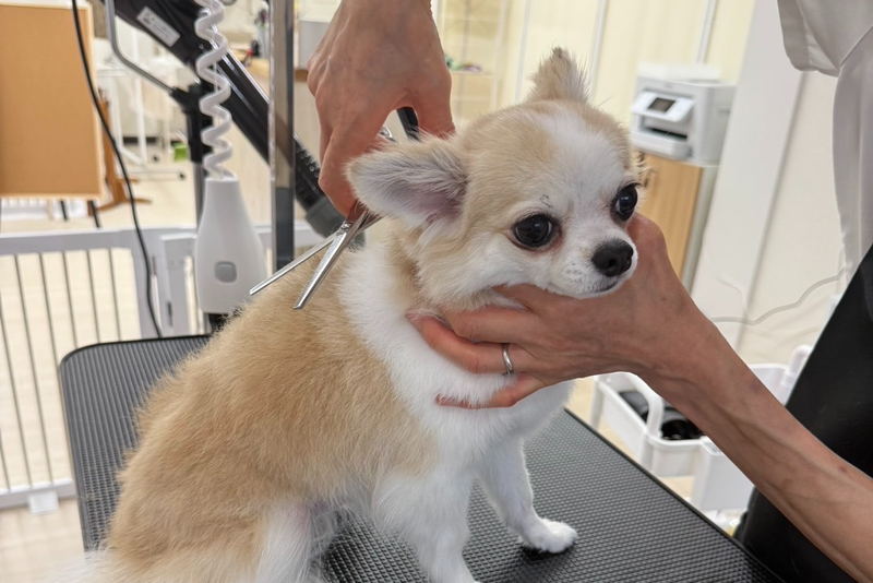 DogSalon パレハ前橋店の派遣求人情報