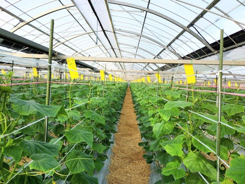 大野農園のアルバイト・バイト求人情報-03