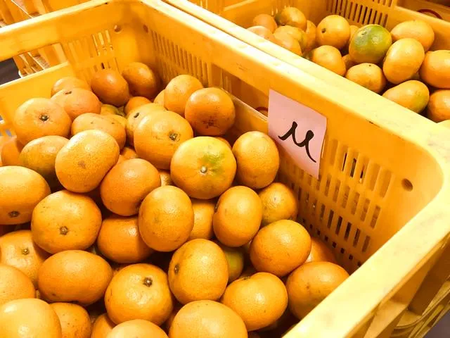 マルデン伊藤農園のアルバイト・バイト求人情報