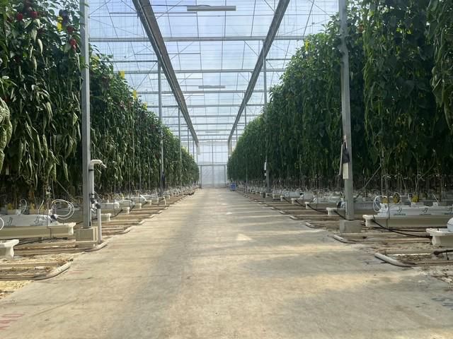 ファーマヘッドジャパン株式会社の派遣求人情報