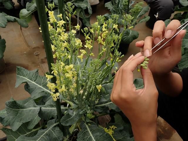 株式会社サカタのタネ　掛川総合研究センターのアルバイト・バイト求人情報-03