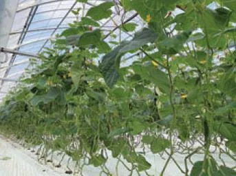 U.S farmのアルバイト・バイト求人情報