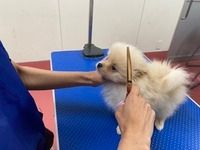 有限会社大浩商事 Dog Palaceのアルバイト・バイト求人情報-03