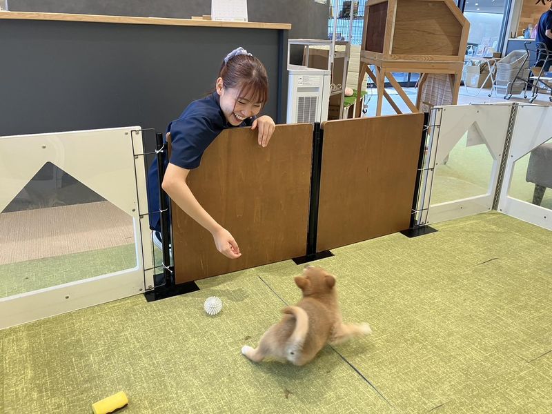 犬の家　DreamFarm(株式会社犬の家)の求人情報