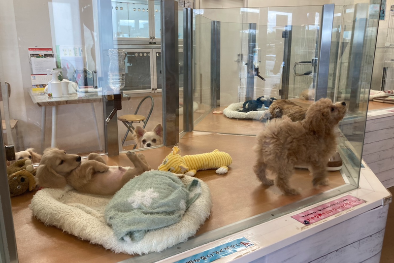 Pet Shop パレハ神戸北店のアルバイト・バイト求人情報-15
