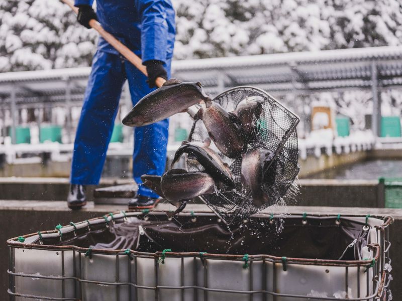 福井中央魚市株式会社