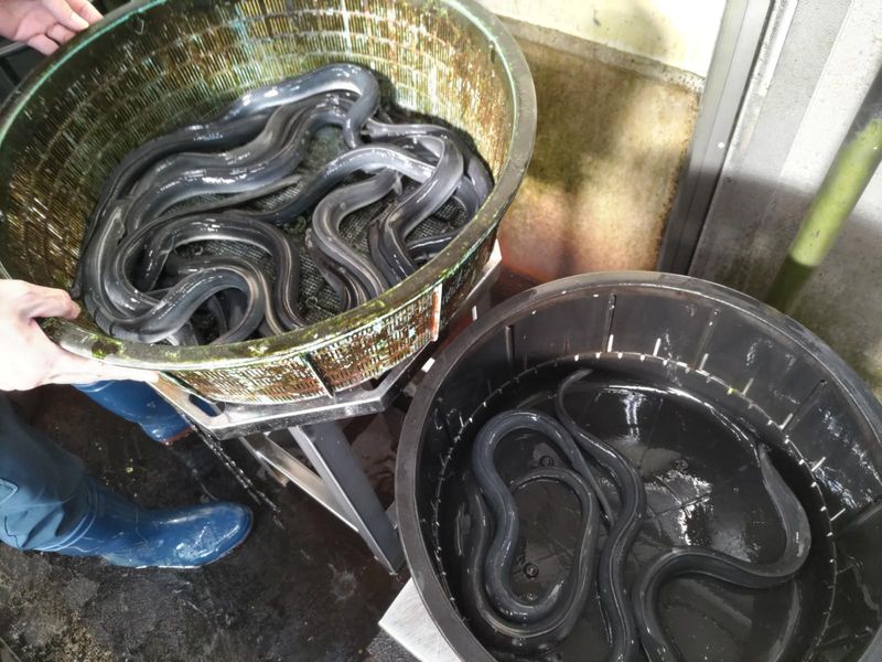 株式会社加茂水産のアルバイト・バイト求人情報-02