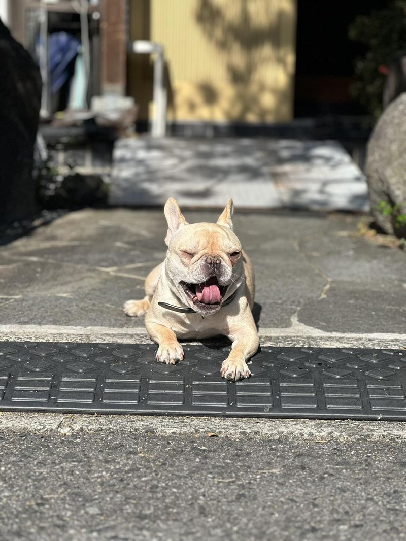 株式会社わんことおうちのアルバイト・バイト求人情報-02