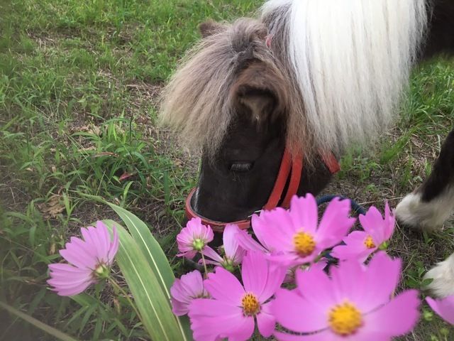 社会福祉法人高栄会　特別養護老人ホーム花水木の里の求人・転職情報