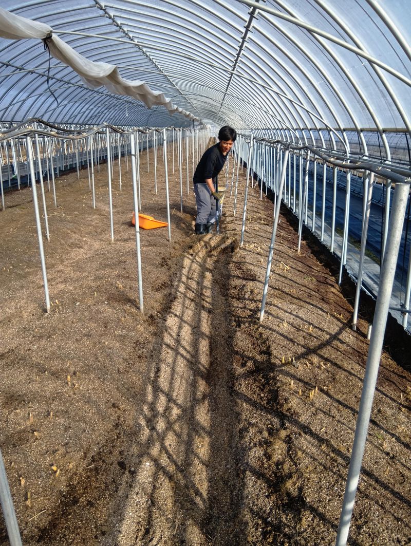 しのはらファームのアルバイト・バイト求人情報-04