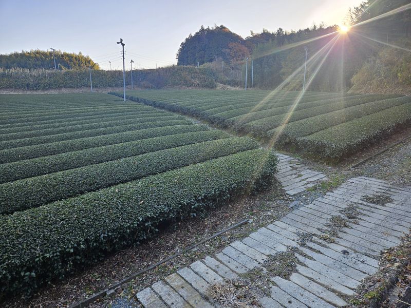 有限会社丸伊松井製茶