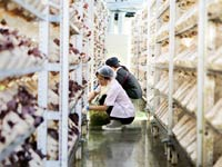 株式会社伯耆のきのこの求人・転職情報