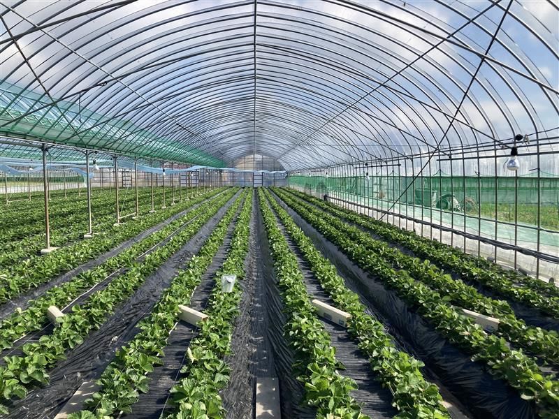 杉村いちご農園のアルバイト・バイト求人情報-02