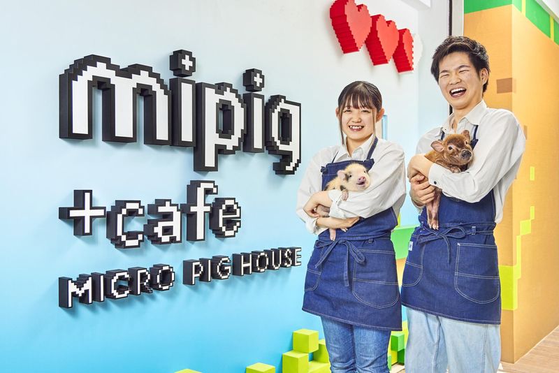 mipig cafe　目黒店(株式会社Hooome)の求人1