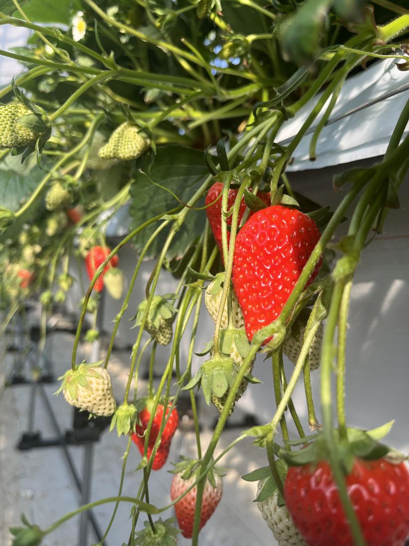 永倉いちご農園のアルバイト・バイト求人情報