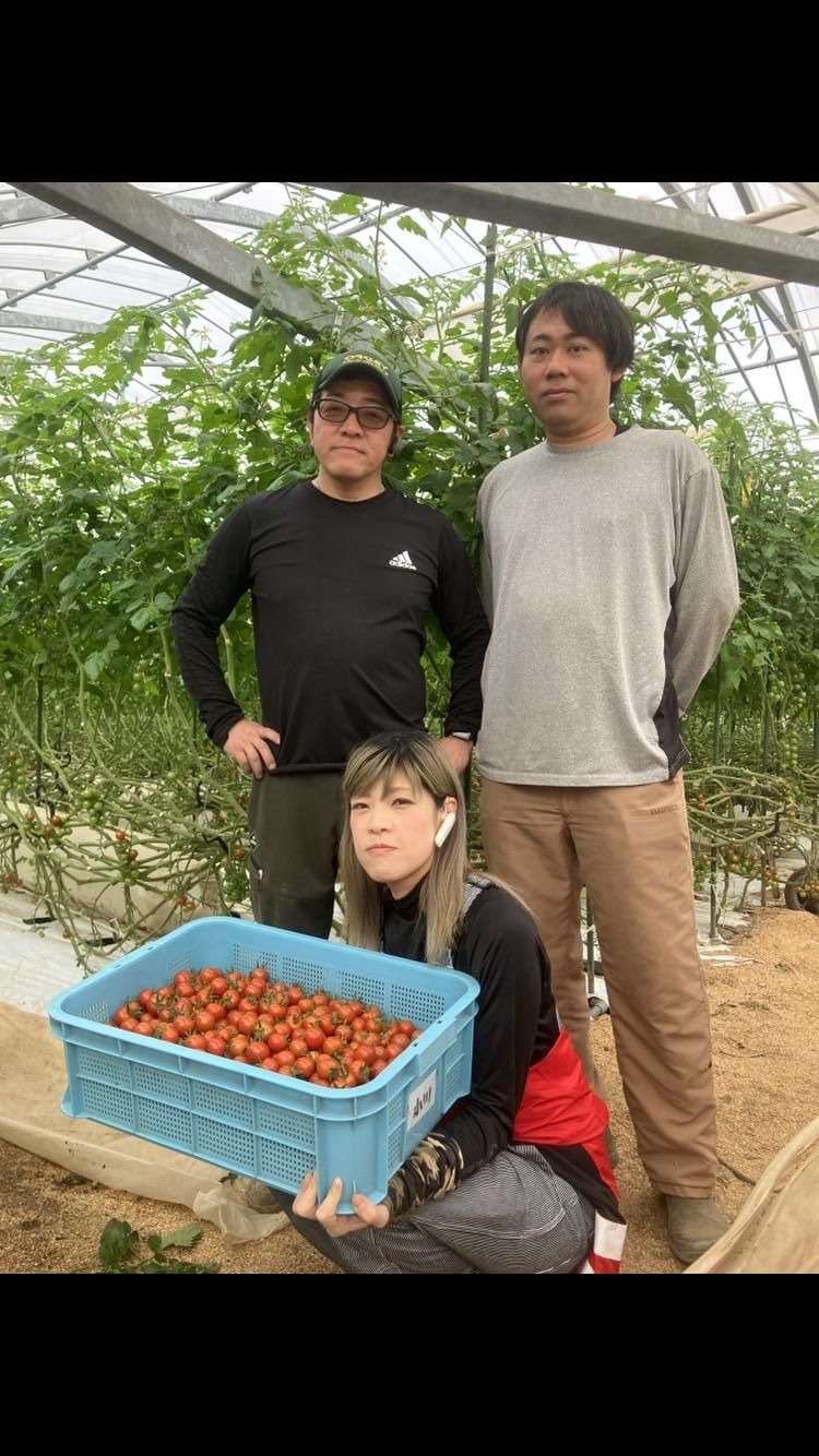 小川農園　ミニトマトハウスのアルバイト・バイト求人情報-02