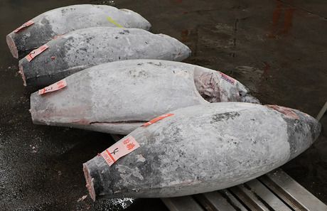 船橋魚市株式会社の求人・転職情報