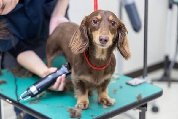ペッツゴー 浜北店のアルバイト・バイト求人情報-02