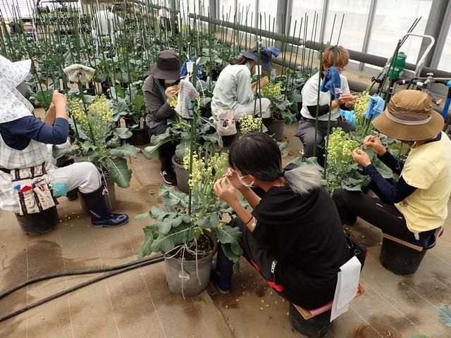 株式会社サカタのタネ　掛川総合研究センターのアルバイト・バイト求人情報-02