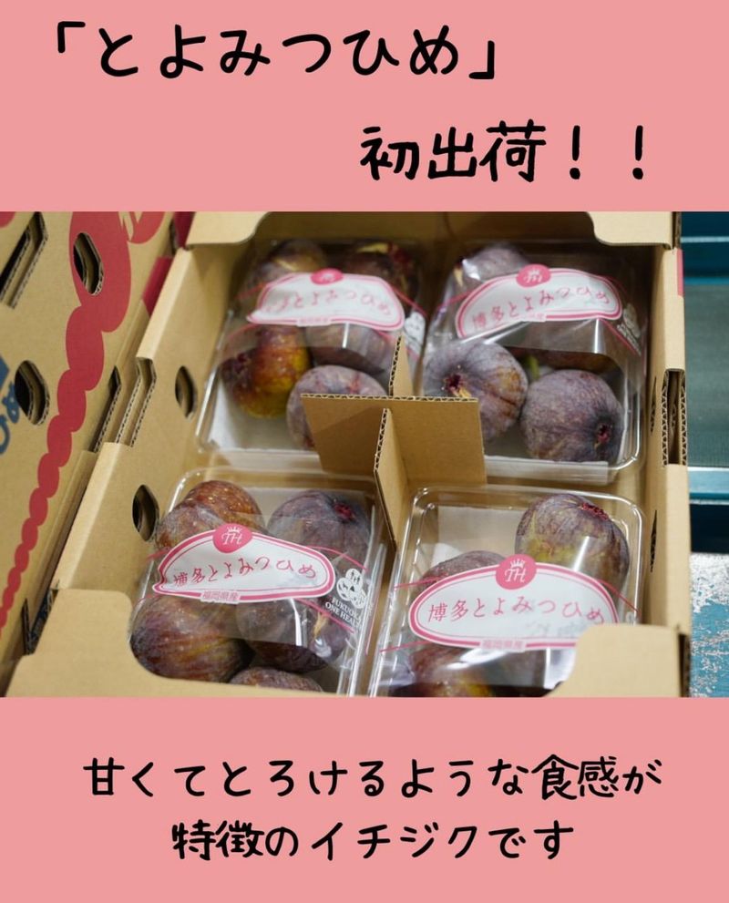 JA筑前あさくら　中央選果場(園芸管理課)のアルバイト・バイト求人情報-02