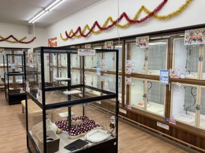 DCM南アルプス店 ペットコーナーのアルバイト・バイト求人情報-04