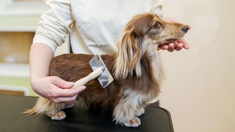 dog fun(株式会社MOCOCO)のアルバイト・バイト求人情報-03