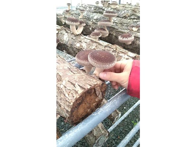 北海道拓殖バス 株式会社の求人・転職情報