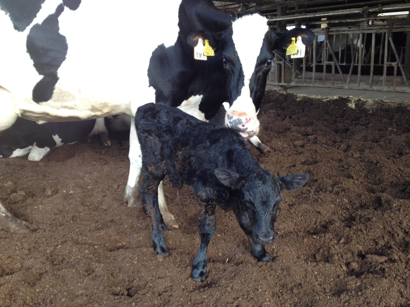 有限会社広野牧場