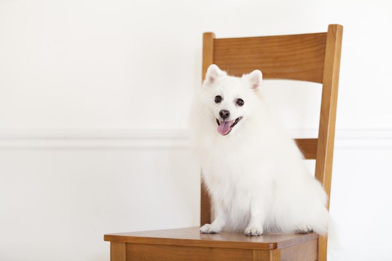 株式会社ドッグズホーム-0003の求人・転職情報