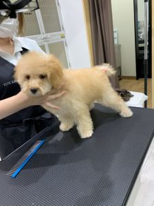 Pet's One 木津川店のアルバイト・バイト求人情報-02