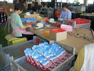 富山県花卉球根農業協同組合の求人情報