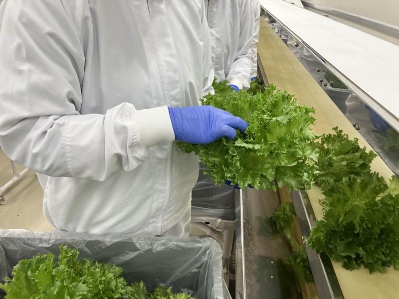 合同会社TSUNAGU Community Farmのアルバイト・バイト求人情報-04