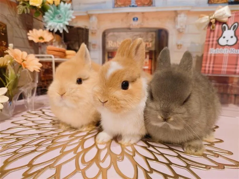 うさぎ専門店　Rabbit-Ruru　奈良学園前店のアルバイト・バイト求人情報-05