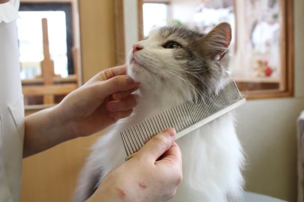 トリミングサロン　アラモード本店のアルバイト・バイト求人情報-02