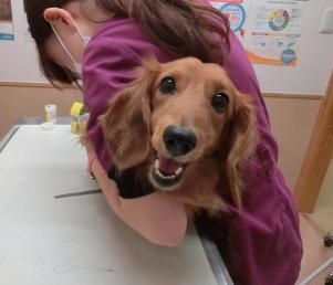 かしわだい動物病院のアルバイト・バイト求人情報-03