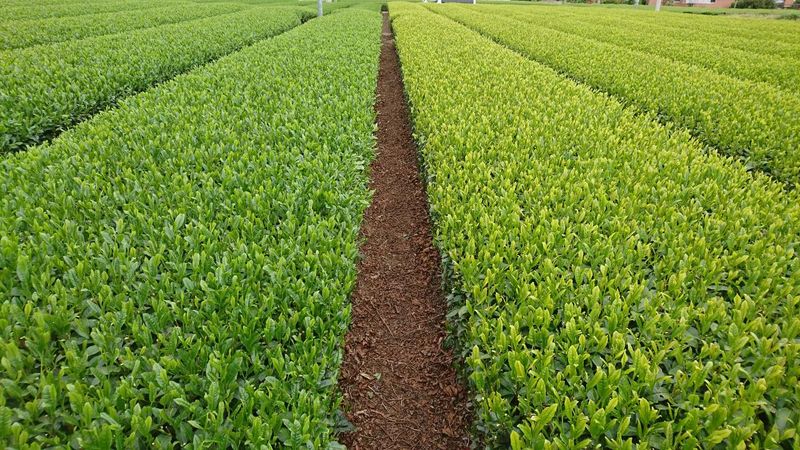 株式会社いるま茶業の求人・転職情報