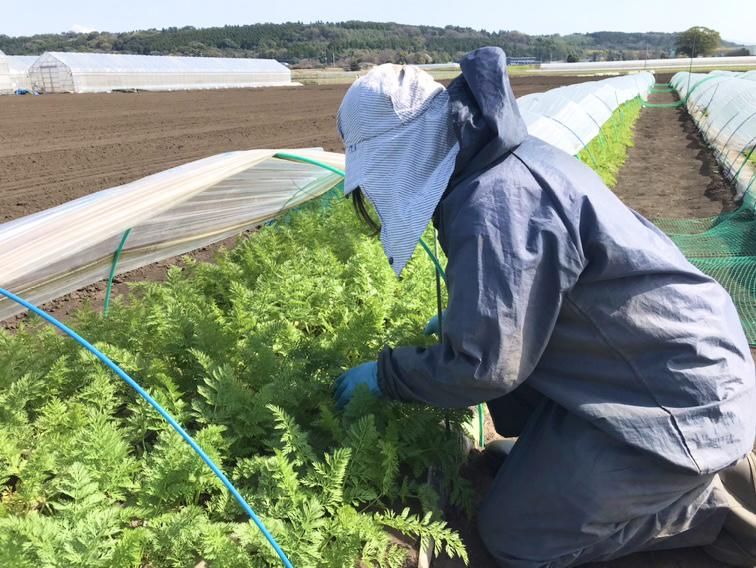 タキイ種苗(株)　熊本研究農場の求人1