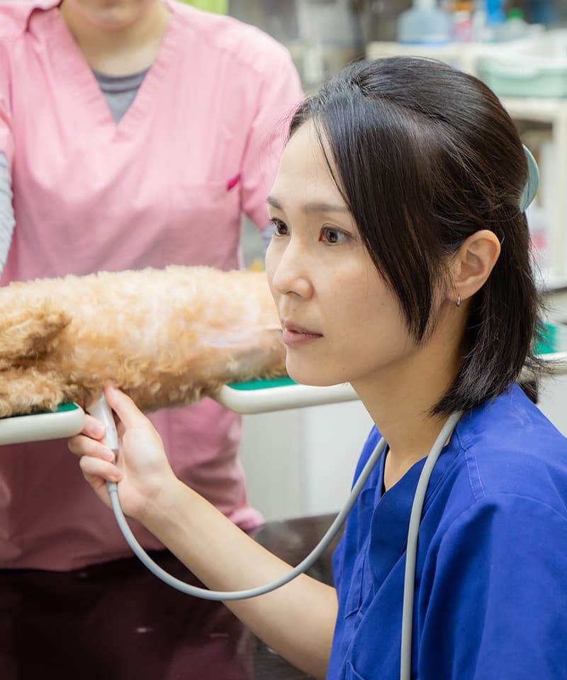 有限会社ナガワ動物病院
