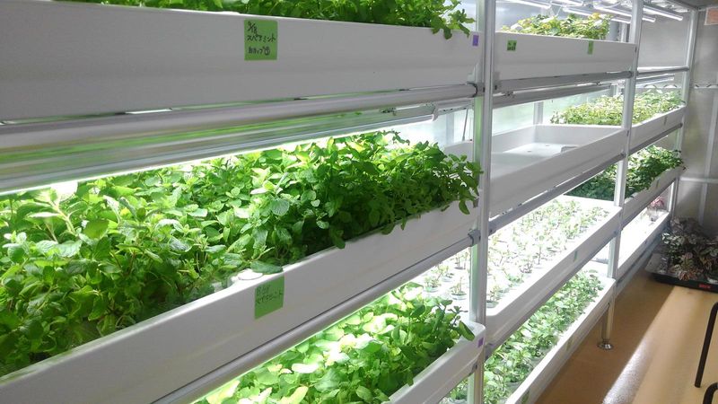 株式会社スタートライン　IBUKI KAWAGUCHI FARMのアルバイト・バイト求人情報-03